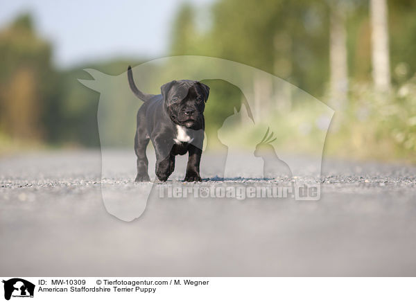 American Staffordshire Terrier Puppy / MW-10309