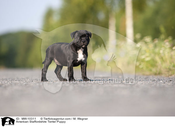 American Staffordshire Terrier Puppy / MW-10311