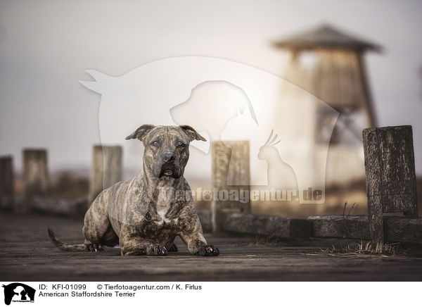American Staffordshire Terrier / KFI-01099