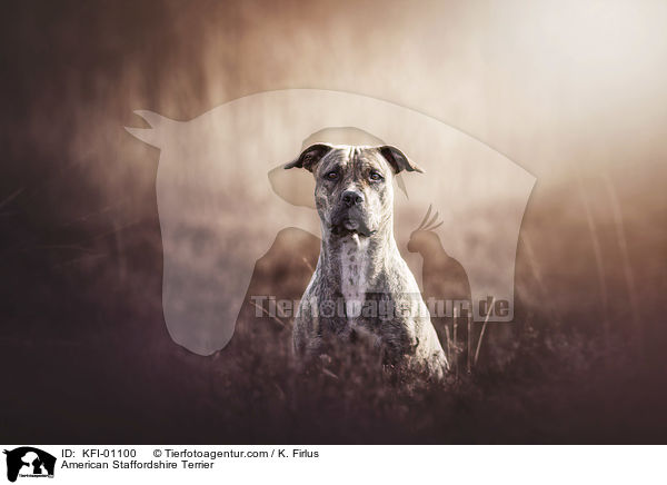 American Staffordshire Terrier / KFI-01100