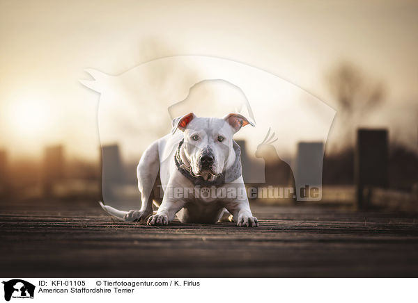 American Staffordshire Terrier / KFI-01105