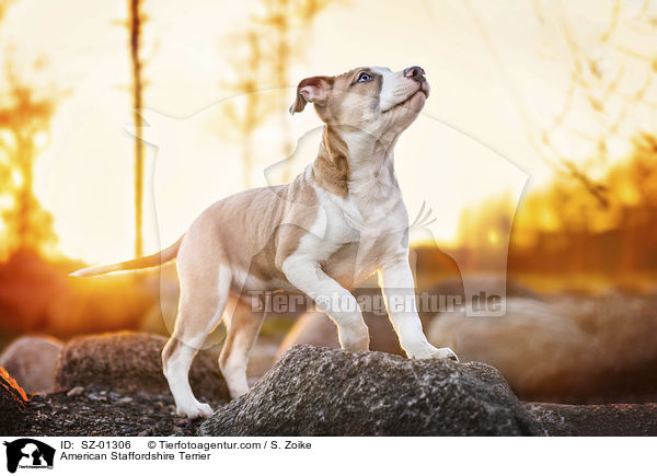 American Staffordshire Terrier / SZ-01306