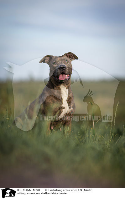 sitting american staffordshire terrier / STM-01090