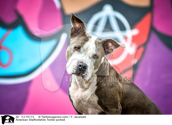 American Staffordshire Terrier portrait / YJ-15113