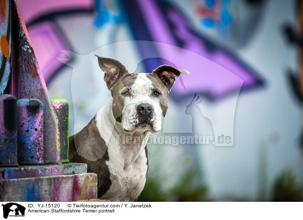 American Staffordshire Terrier portrait / YJ-15120