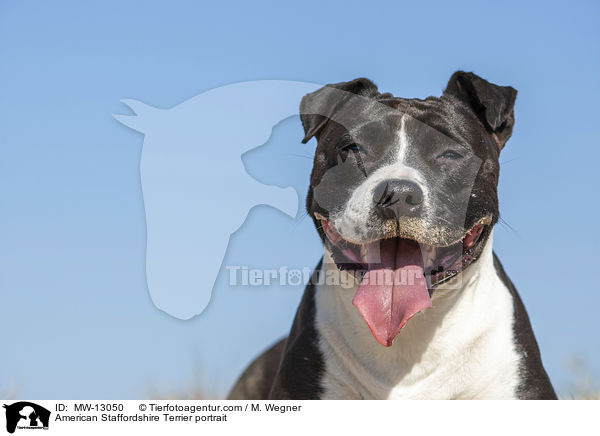 American Staffordshire Terrier portrait / MW-13050