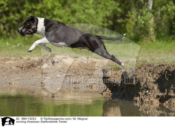running American Staffordshire Terrier / MW-13053