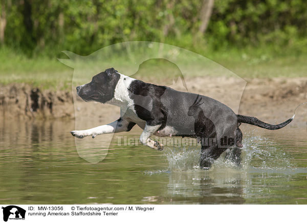 running American Staffordshire Terrier / MW-13056