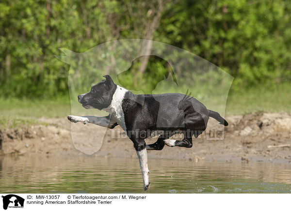 running American Staffordshire Terrier / MW-13057