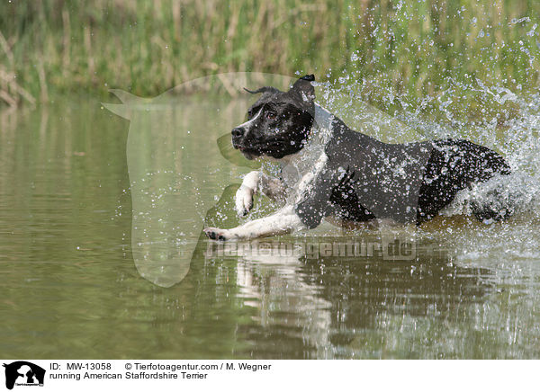 running American Staffordshire Terrier / MW-13058