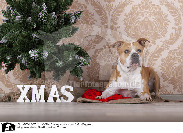 lying American Staffordshire Terrier / MW-13071