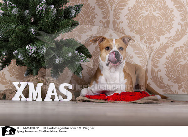lying American Staffordshire Terrier / MW-13072