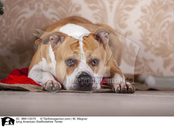 lying American Staffordshire Terrier / MW-13075