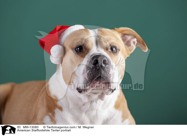 American Staffordshire Terrier portrait / MW-13080