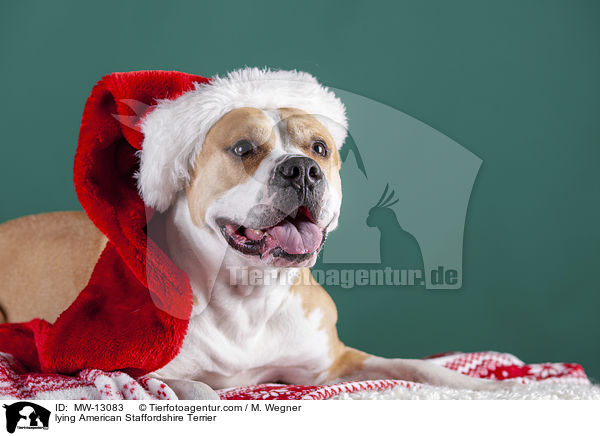lying American Staffordshire Terrier / MW-13083