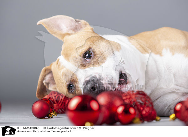 American Staffordshire Terrier portrait / MW-13087