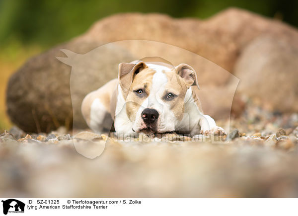 lying American Staffordshire Terrier / SZ-01325