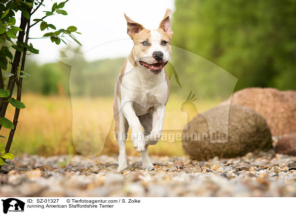 running American Staffordshire Terrier / SZ-01327