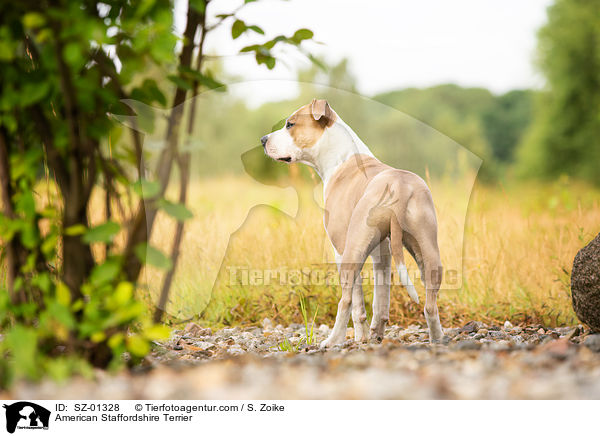 American Staffordshire Terrier / SZ-01328