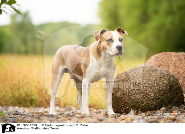 American Staffordshire Terrier / SZ-01329
