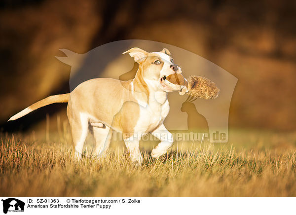 American Staffordshire Terrier Welpe / American Staffordshire Terrier Puppy / SZ-01363