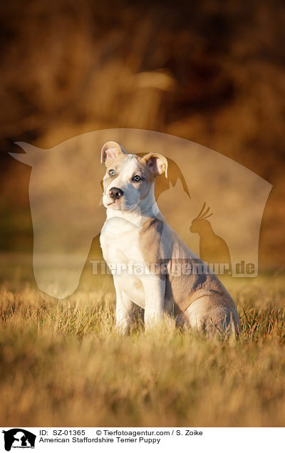 American Staffordshire Terrier Puppy / SZ-01365