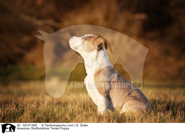 American Staffordshire Terrier Puppy / SZ-01366
