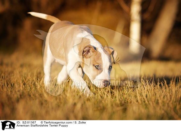 American Staffordshire Terrier Welpe / American Staffordshire Terrier Puppy / SZ-01367