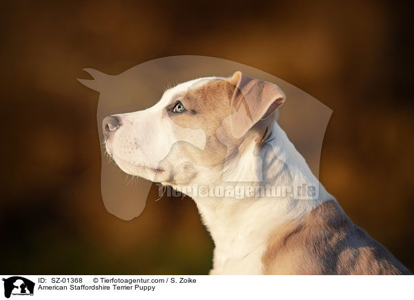 American Staffordshire Terrier Welpe / American Staffordshire Terrier Puppy / SZ-01368