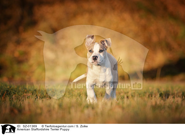 American Staffordshire Terrier Puppy / SZ-01369