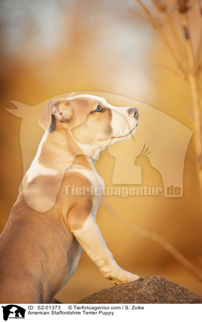 American Staffordshire Terrier Welpe / American Staffordshire Terrier Puppy / SZ-01373
