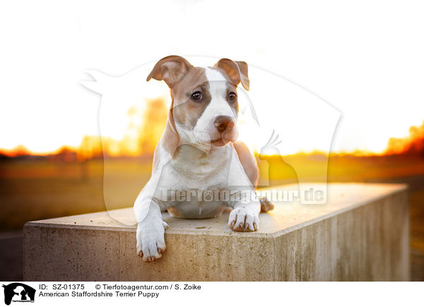 American Staffordshire Terrier Puppy / SZ-01375