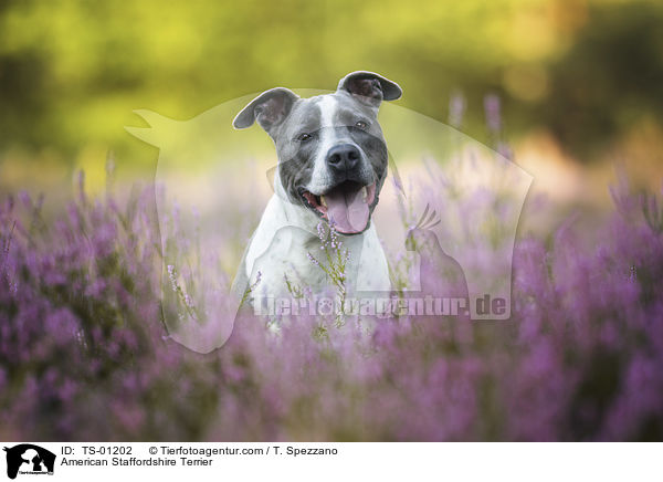 American Staffordshire Terrier / TS-01202