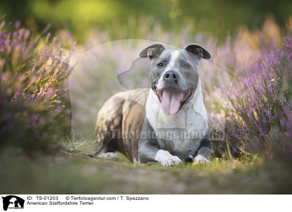 American Staffordshire Terrier / TS-01203