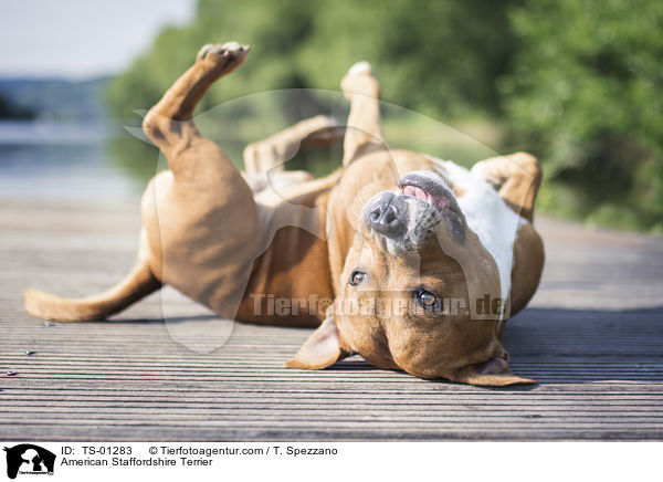 American Staffordshire Terrier / TS-01283