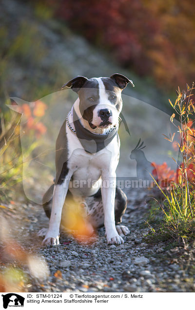 sitting American Staffordshire Terrier / STM-01224