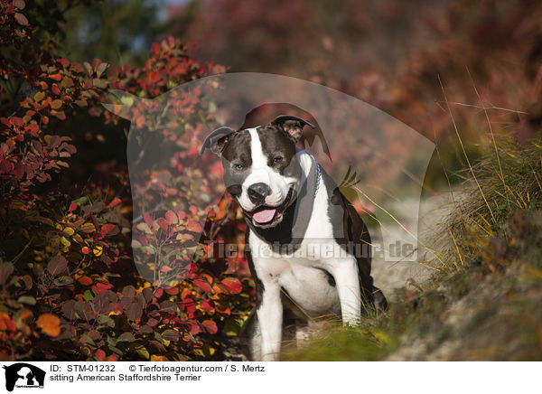 sitting American Staffordshire Terrier / STM-01232