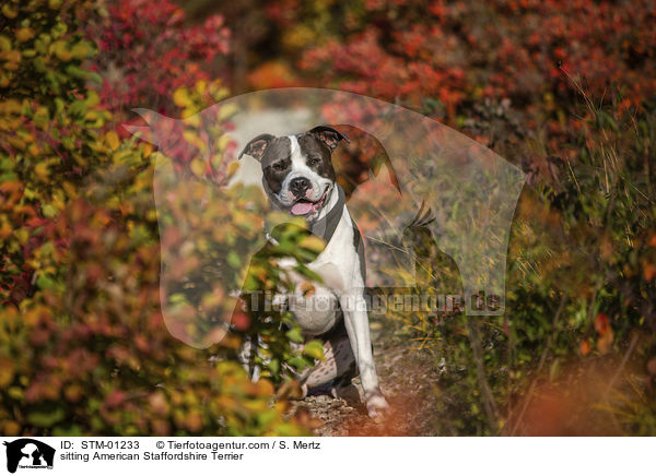 sitting American Staffordshire Terrier / STM-01233
