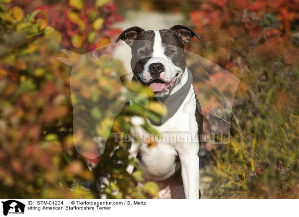 sitting American Staffordshire Terrier / STM-01234
