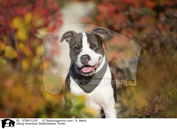 sitting American Staffordshire Terrier / STM-01235
