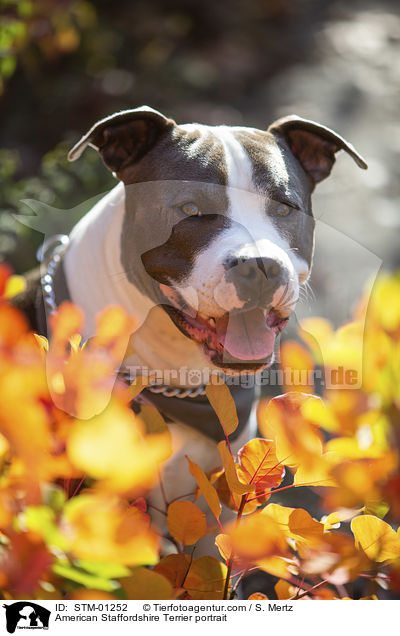 American Staffordshire Terrier portrait / STM-01252