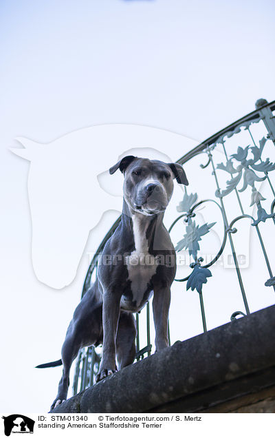 standing American Staffordshire Terrier / STM-01340