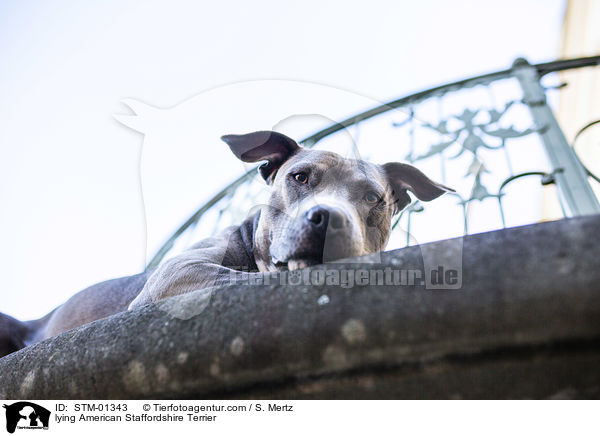 lying American Staffordshire Terrier / STM-01343