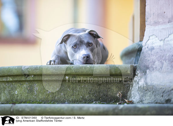 lying American Staffordshire Terrier / STM-01360