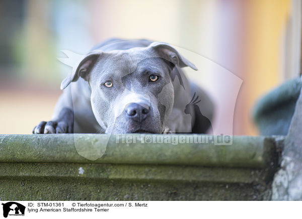lying American Staffordshire Terrier / STM-01361