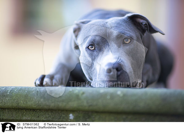 lying American Staffordshire Terrier / STM-01362