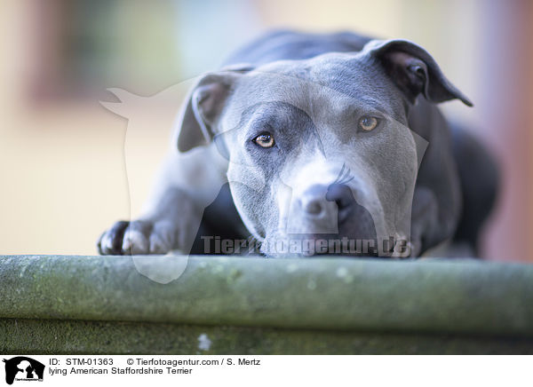 lying American Staffordshire Terrier / STM-01363