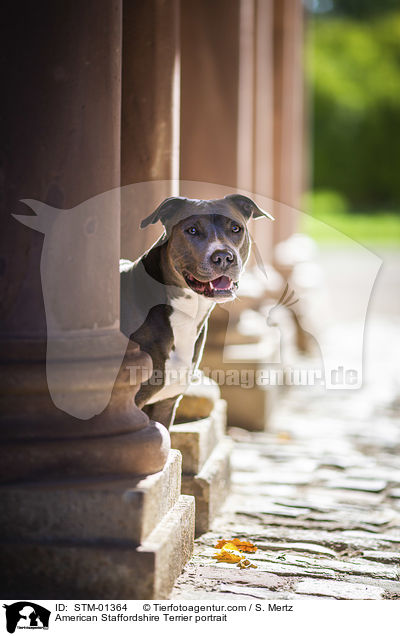 American Staffordshire Terrier portrait / STM-01364