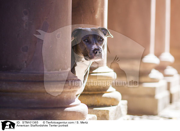 American Staffordshire Terrier portrait / STM-01365