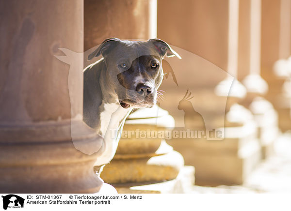 American Staffordshire Terrier portrait / STM-01367